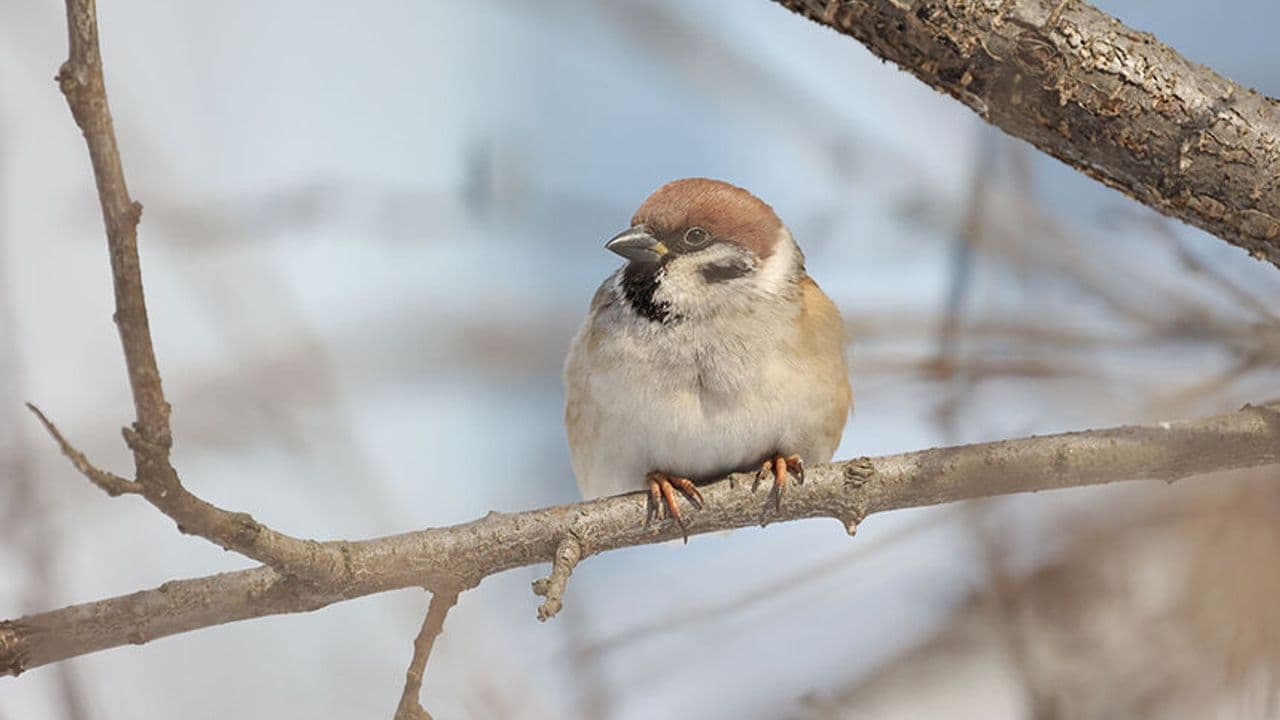 Rusya'da serçe sayımı devam ediyor