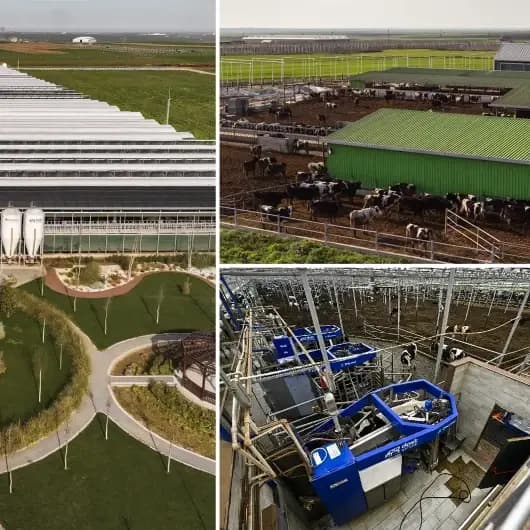 Avrupa'nın en büyük robotlu ve otonom çiftliği: Hayvancılığı yerli teknolojiyle birleştiriyor