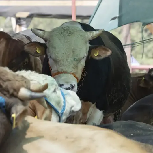 Kurbanlık pazarlıkları başladı: İlk fiyatlar belli oldu 