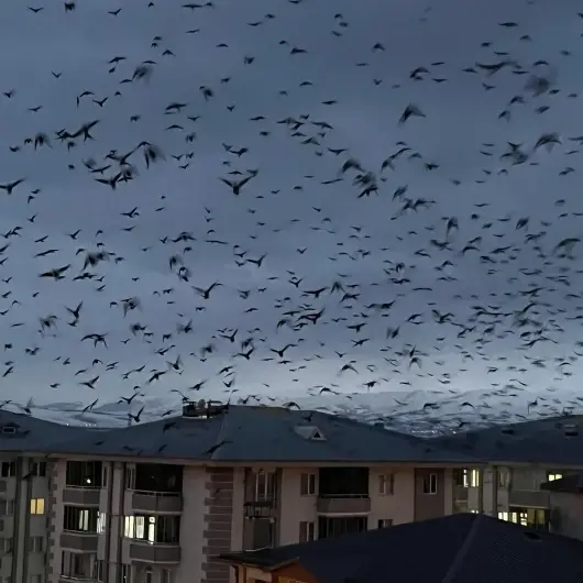 Ardahan’da binlerce karga gökyüzünü kapladı