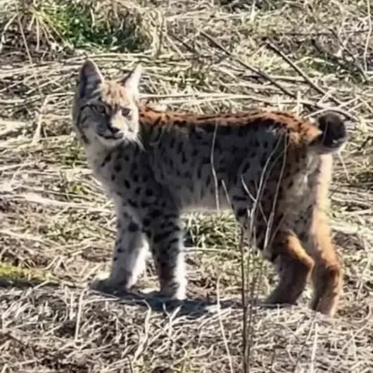 Ormanın hayaleti çığlık atarken görüntülendi: Doğada nadir yaşanan bir an 