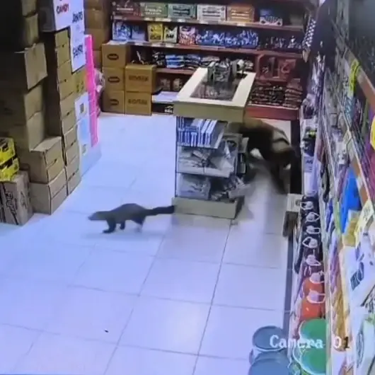 Malatya'da markette köpek sansar kovalamacası