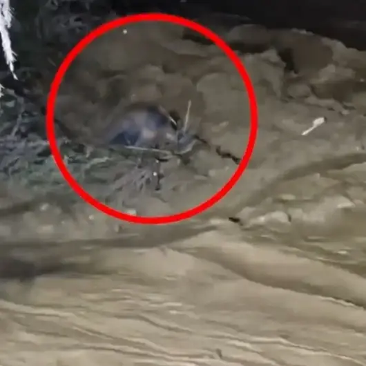 Nazilli’de can pazarı: Azgın dereye kapıldı 4 saatlik mücadeleyle hayata tutundu 