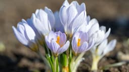 Kars'ta "baharın müjdecisi" kar çiçekleri açtı