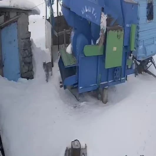 Ardahan'da aç kalan vaşak köye indi